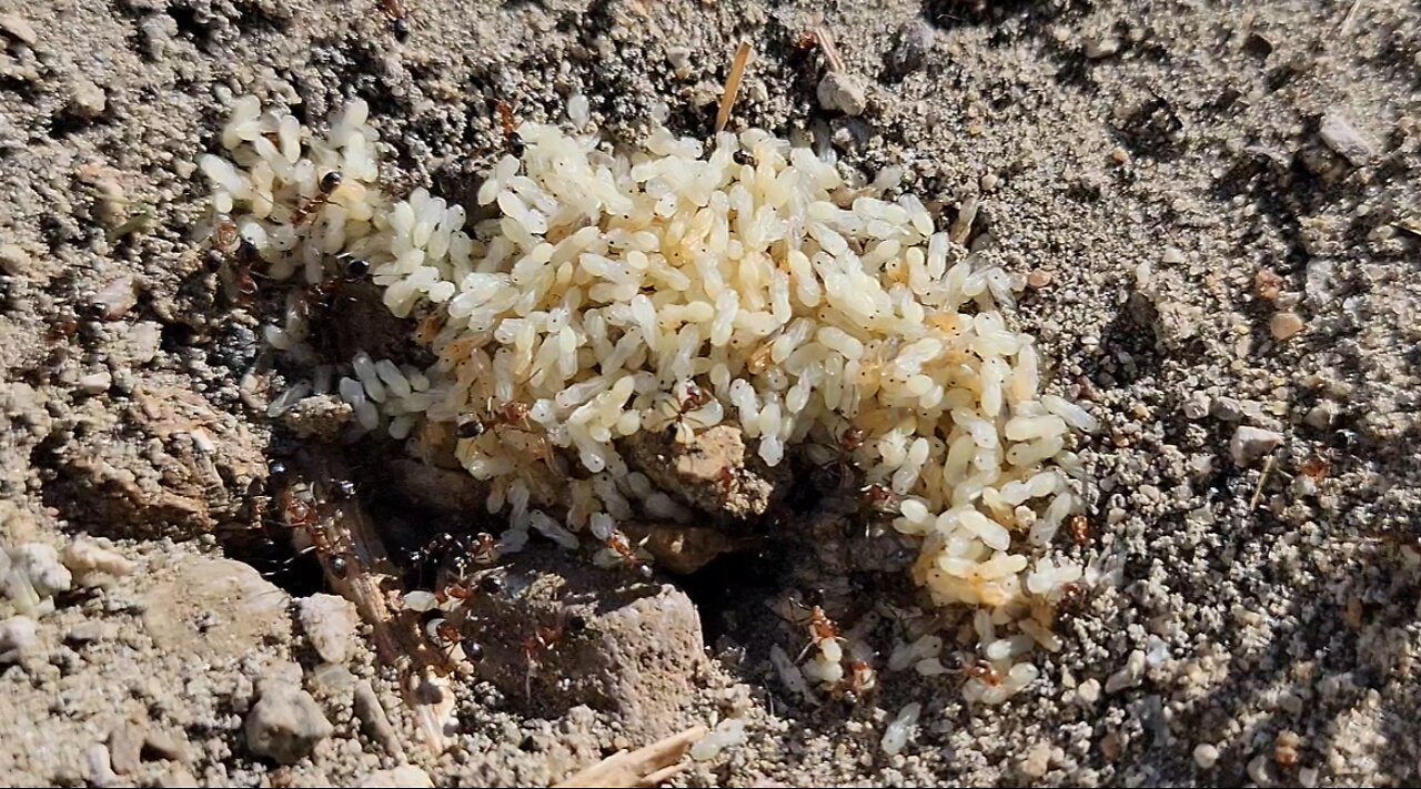 Fascinating Ants Moving Pupae to Safety