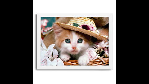 Playful kitten, look how cute