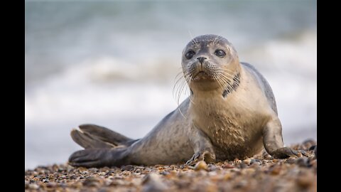 These cute baby seals are always doing funny things ....Cute baby Seals