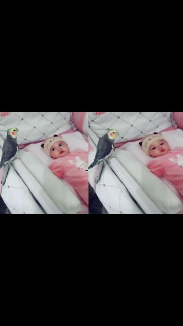 Happy cockatiel singing and playing