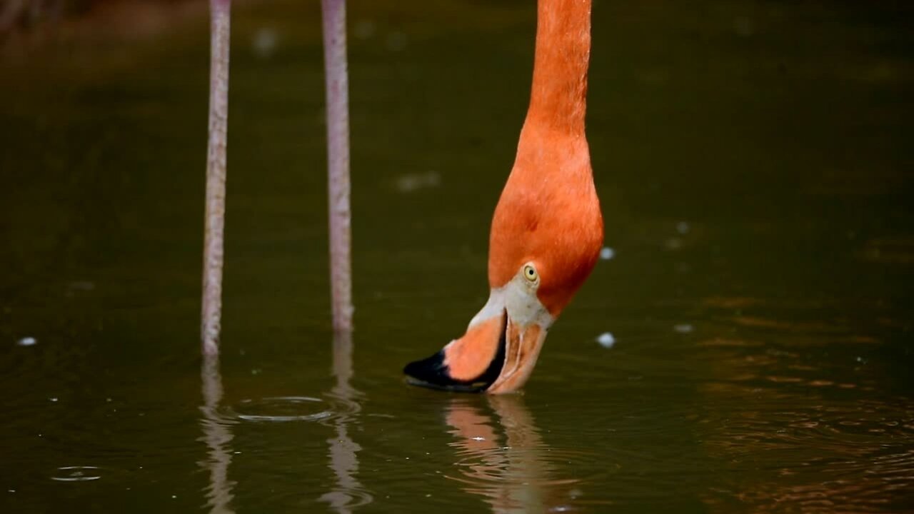 Flamingo