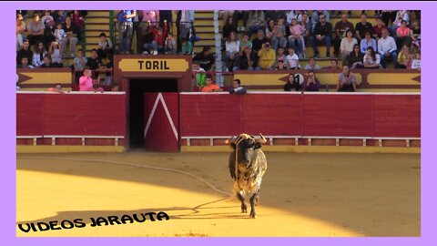 LODOSA ( NAVARRA ) TARDE TOROS CON SOGA ( MIERCOLES 12 OCTUBRE 2022 ) EL PINCHA