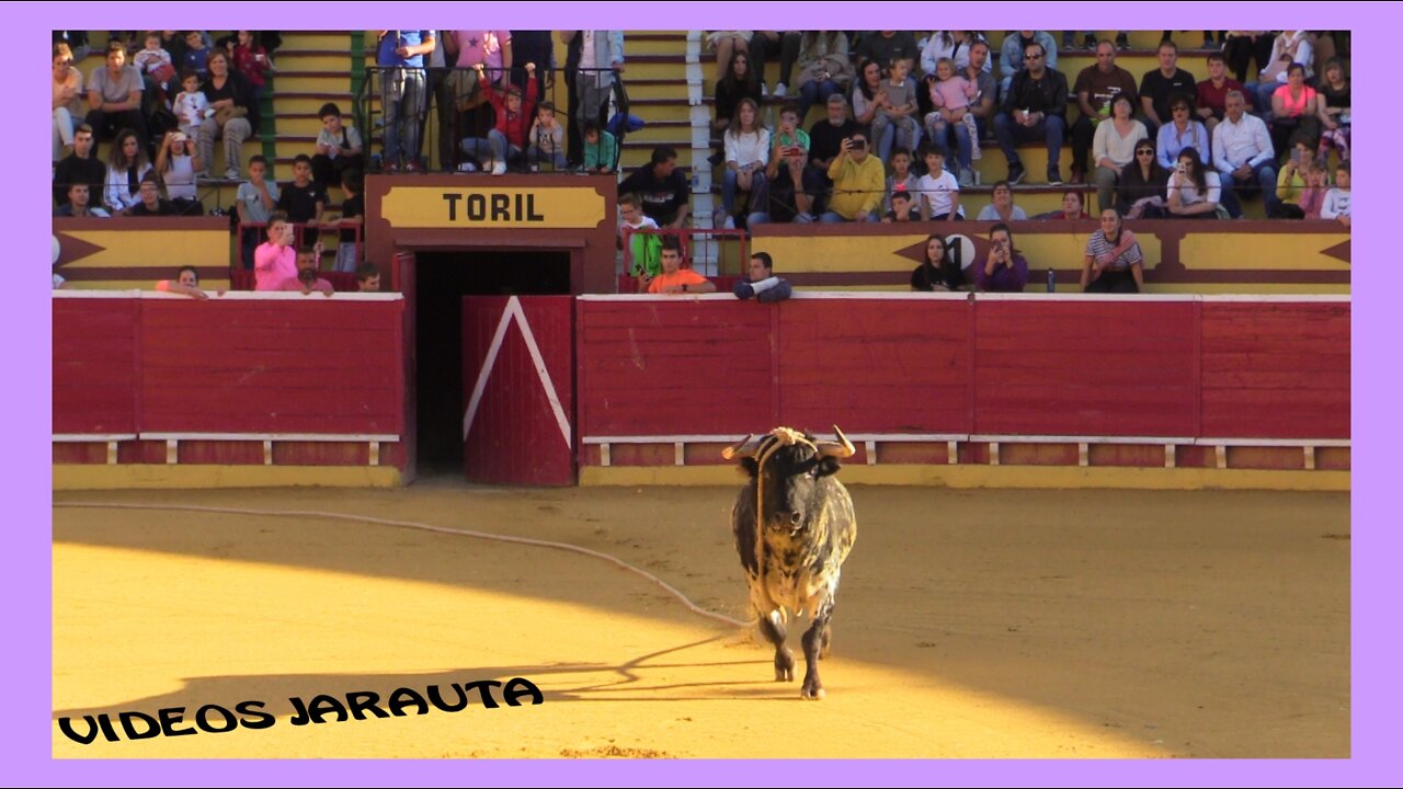 LODOSA ( NAVARRA ) TARDE TOROS CON SOGA ( MIERCOLES 12 OCTUBRE 2022 ) EL PINCHA