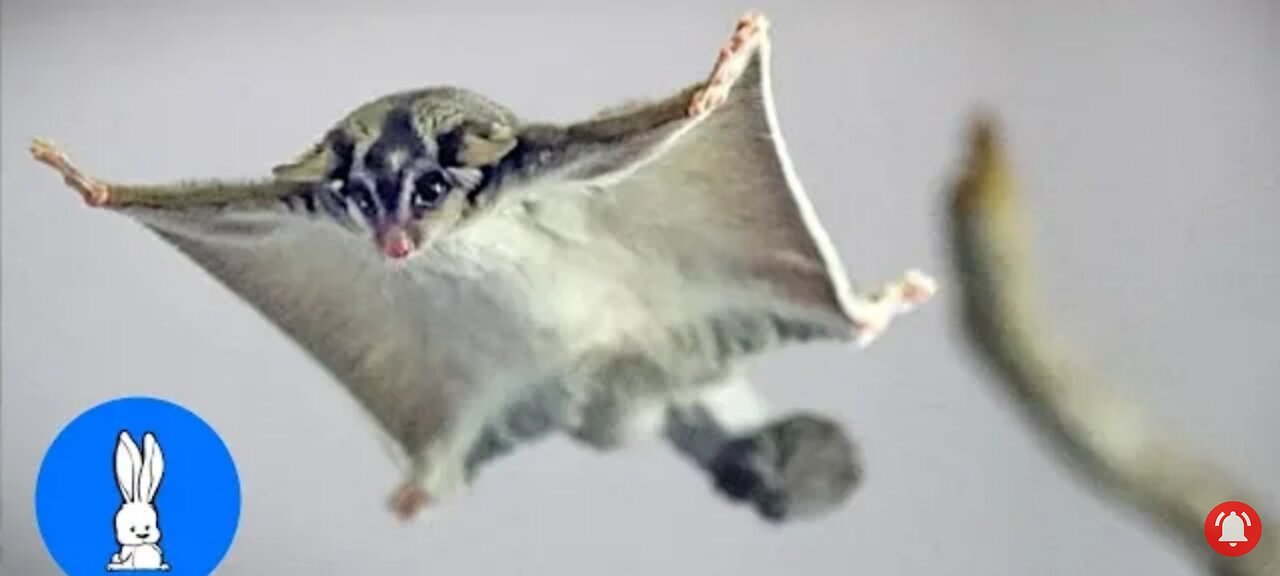 Funny cutest complition sugar gliders flying