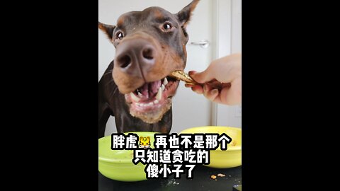 Tiger's daily (2/22/2023)
