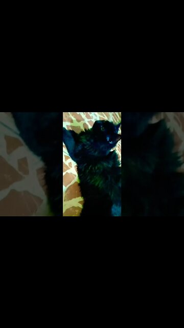 Black Persian Female Cat 🐈 #leo #shorts #youtubeshorts #cutecat #black