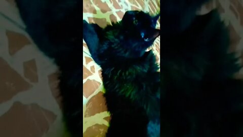 Black Persian Female Cat 🐈 #leo #shorts #youtubeshorts #cutecat #black