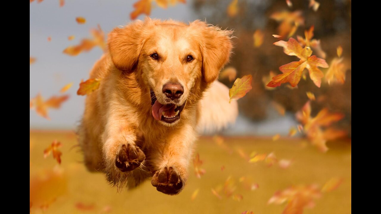 Los perros: el amor a las mascotas.