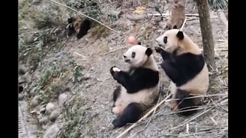 Two pandas get into vicious fight in Chengdu, China