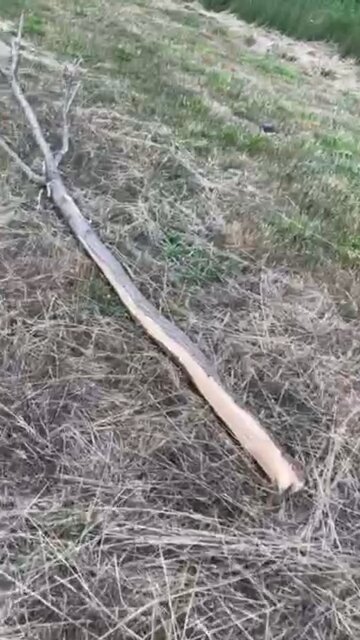 Part 2 of felling first Black Locust post