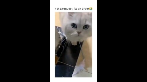 Funny Cat vidz 2