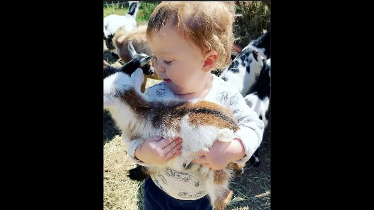 Cute Baby Goats