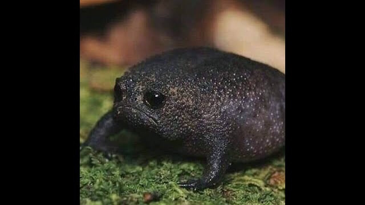 Memes i watch at 4 am