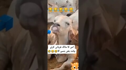 Cow funny action 🤣🤣