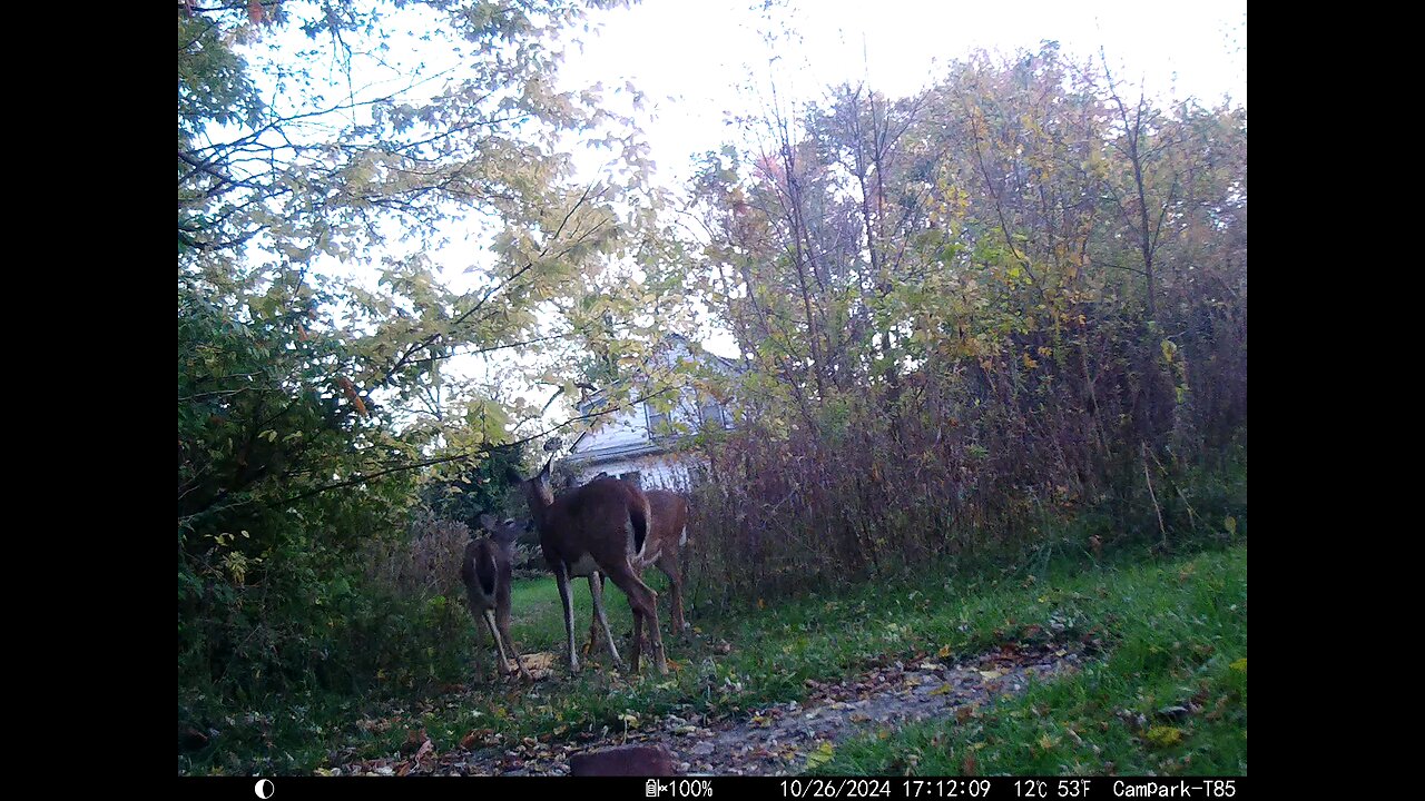 Deer 10-26-24