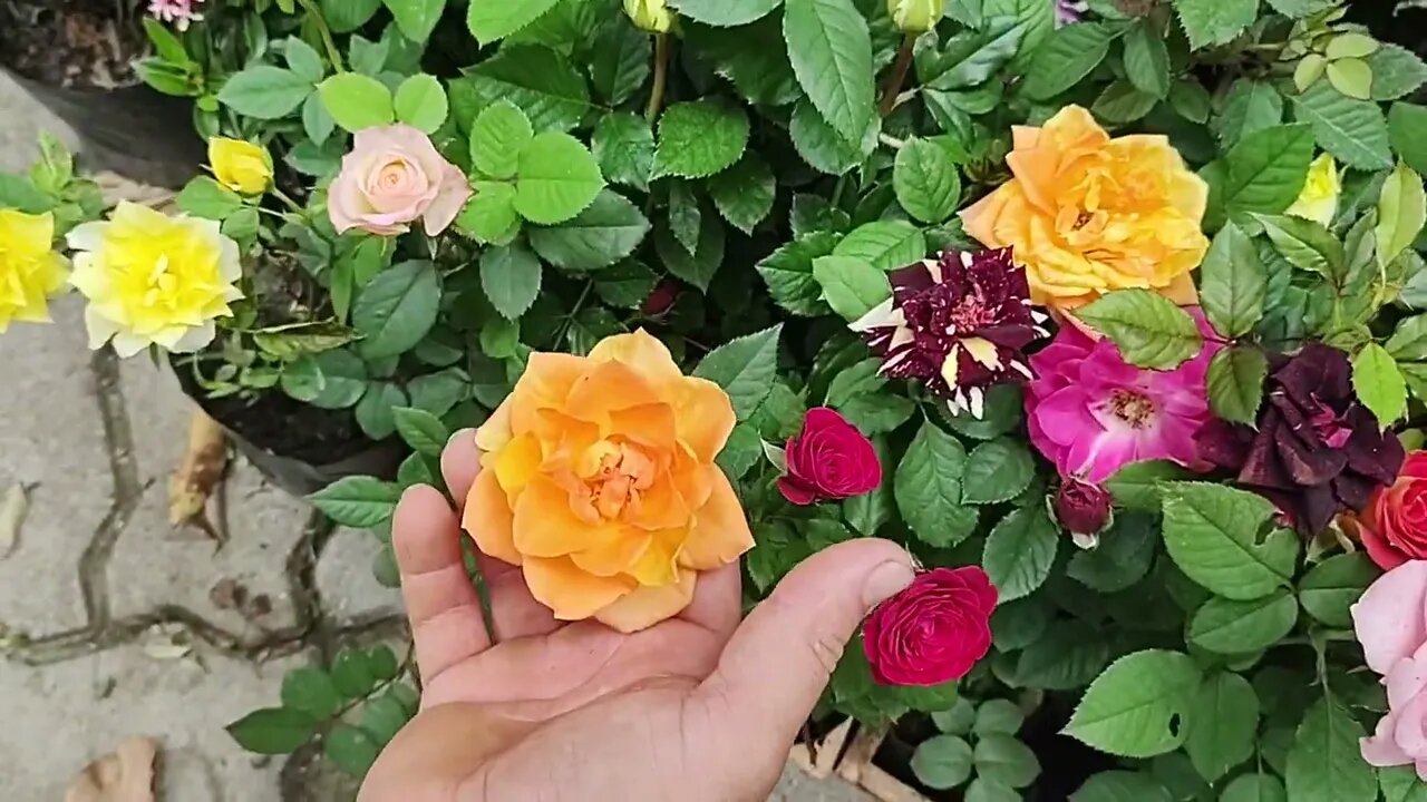 frutíferas e flores produzindo em vaso carambola mel jabuticabeira amarela (cabeludinha) cajá Araçá