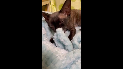 Devonrex TETO