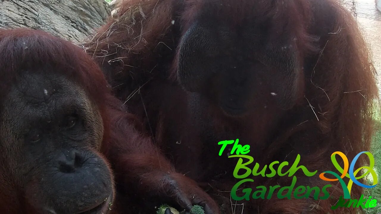 Busch Gardens Junkie - August 20, 2021