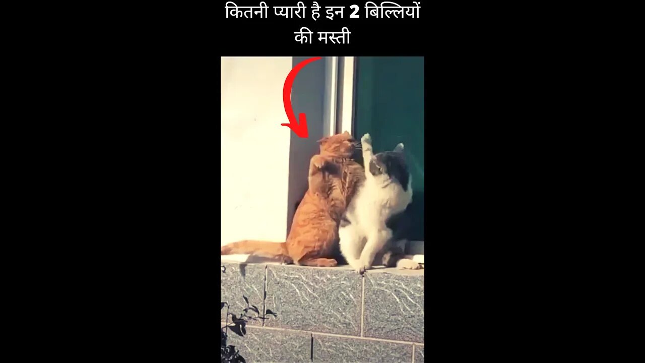 कितनी प्यारी है इन 2 बिल्लियों की मस्ती😘How cute is the fun of these 2 cats👈