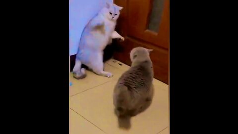 Cat Funny Video