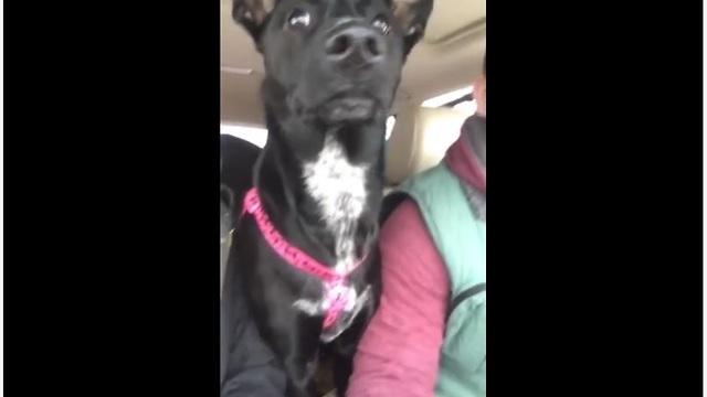 Dog Loses Her Mind Upon Realizing She's At The Dog Park