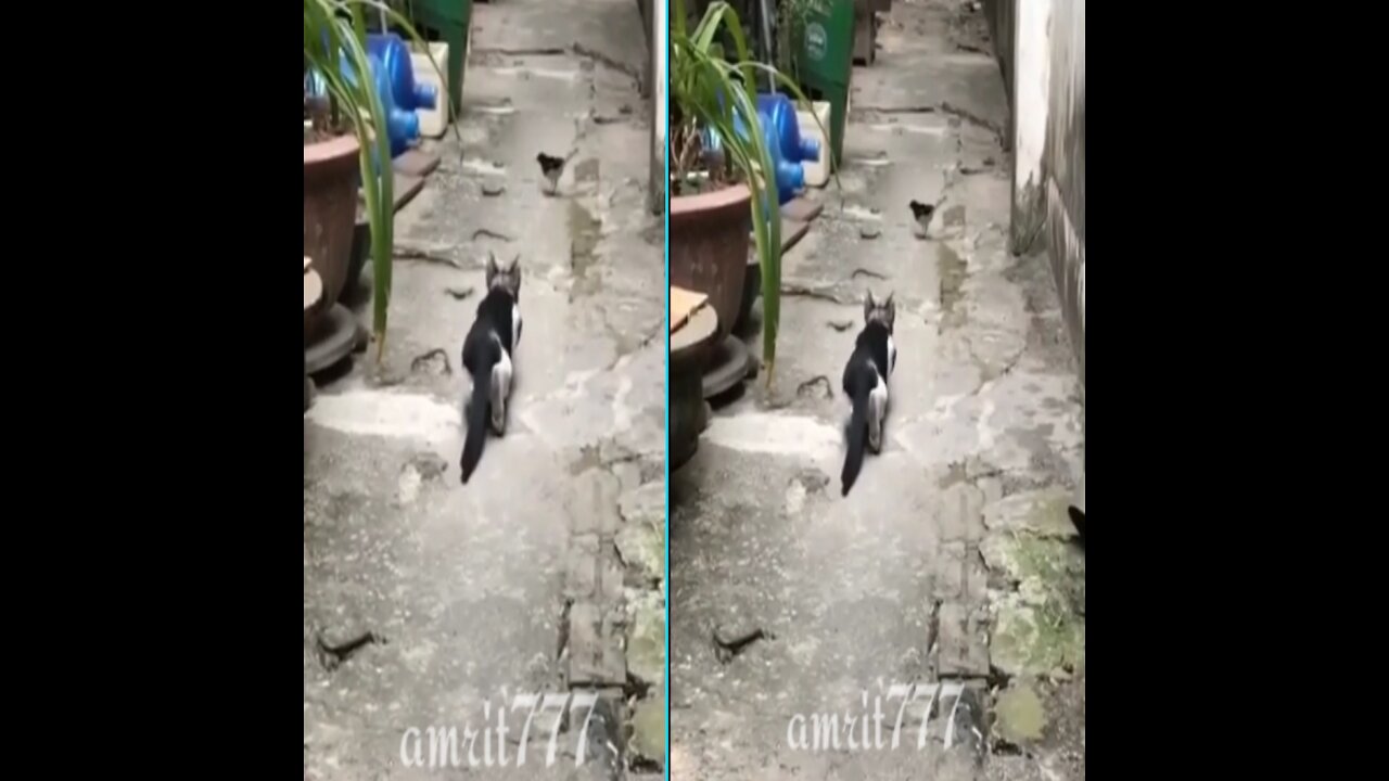 The cat hunting to bird