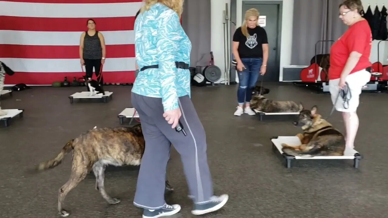 Dog Training. The Basics... Basic, Boring, but Critical.