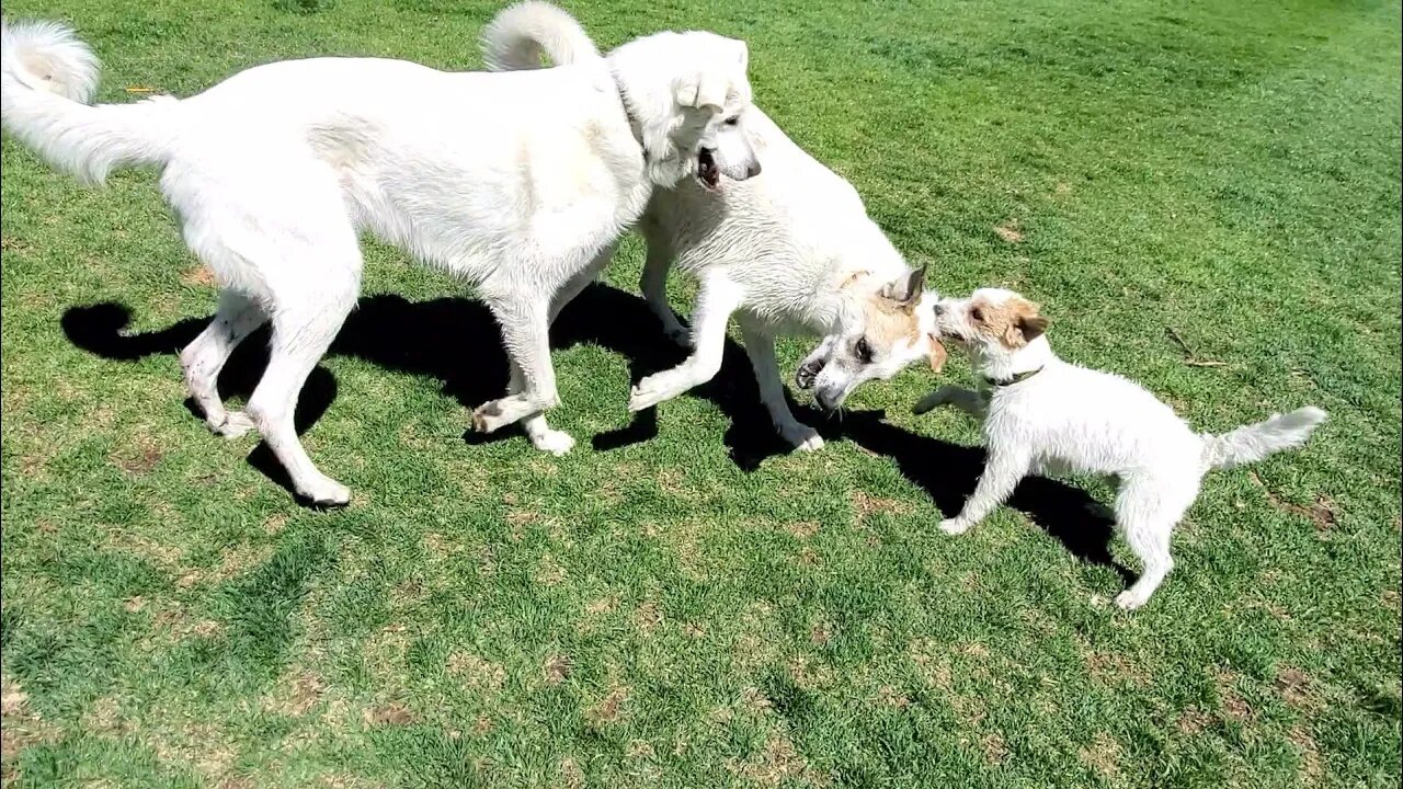 Jack Russell Terrier, Germanees, Pyrelab (long version)