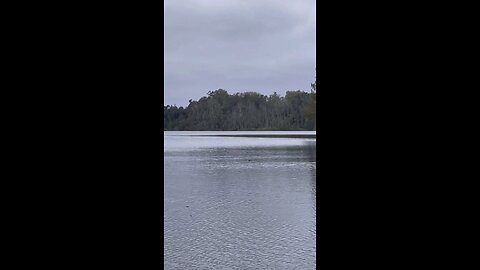 GATOR IN THE LAKE!!🐊