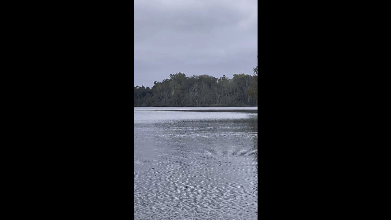 GATOR IN THE LAKE!!🐊