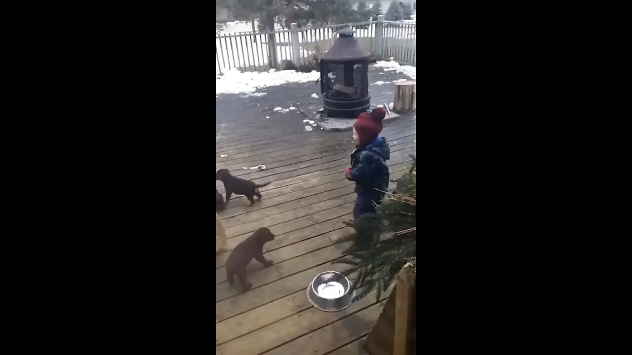 Fourteen mischievous puppies playfully knock over a toddler.