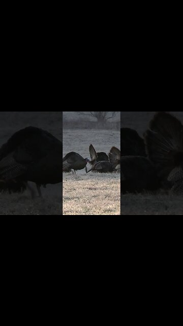 Big PA Gobblers