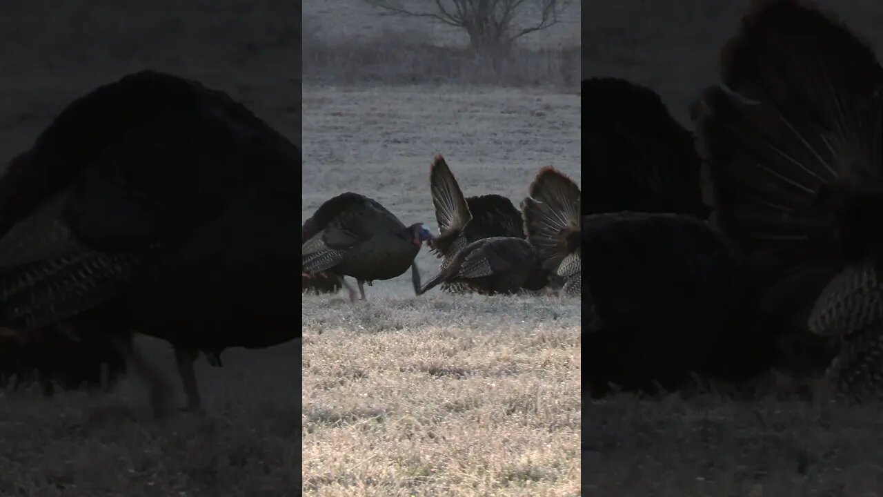 Big PA Gobblers