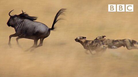 The_power_of_the_pack!_Wild_dogs'_AMAZING_relay_hunting_strategy_|_Life_Story_-_BBC(1080p)