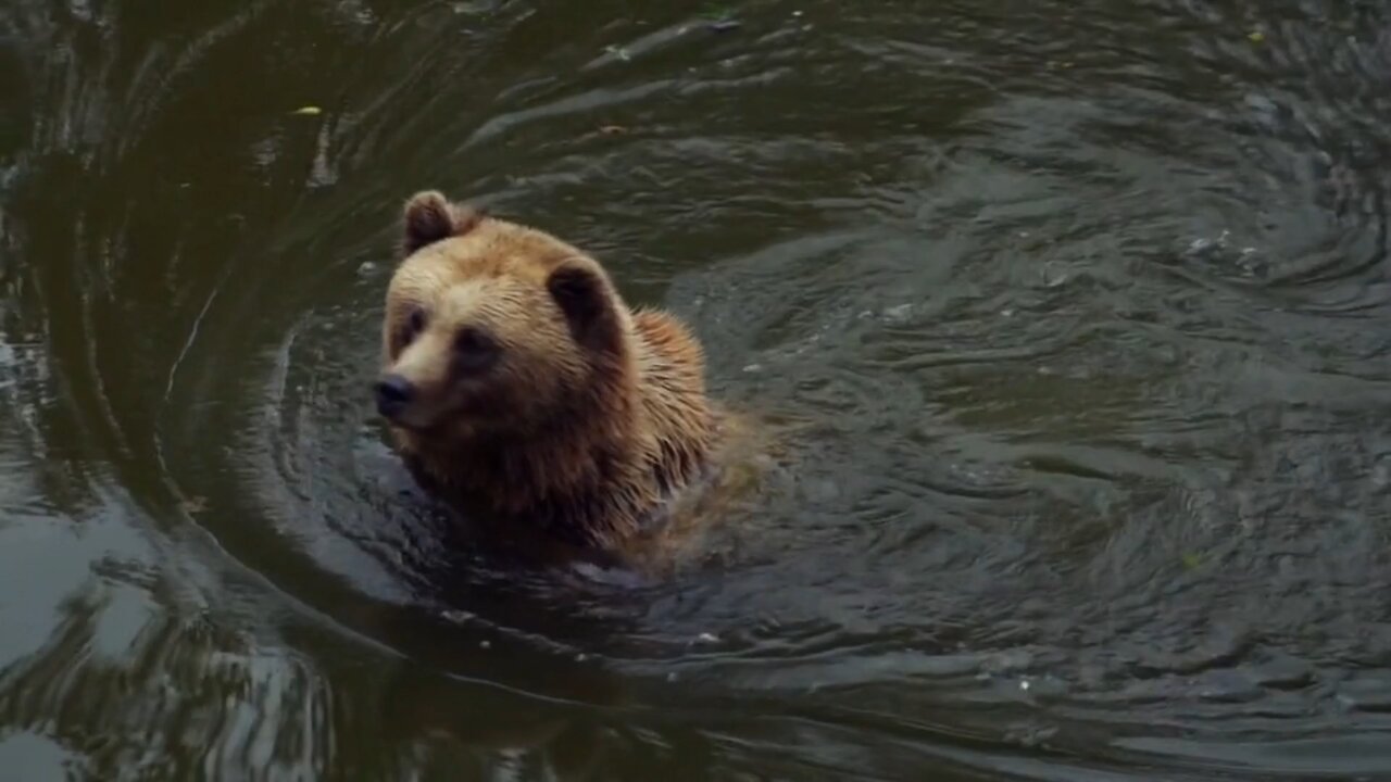 "Bears: The Untamed Giants of Nature"