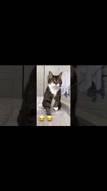 Cat funny videos/animals funny videos #rumbleshorts #funny #cat#jokes #dog #npukonbl #KOUKM