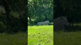 Arctic Wolves look like Huskies