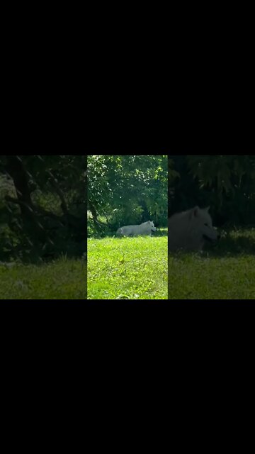 Arctic Wolves look like Huskies