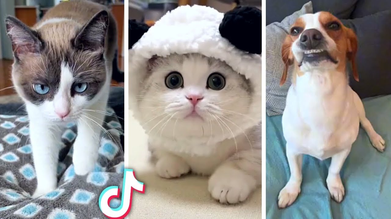 Best Animal Videos of the year 2024, relax with cute animals video