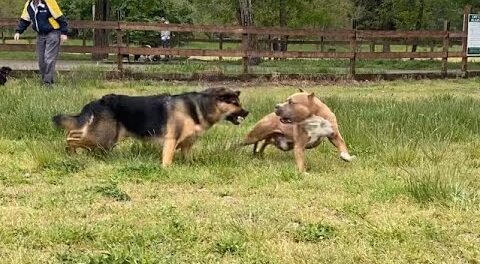 German Shepherd Attacks Pitbull OFF LEASH DOG PARK