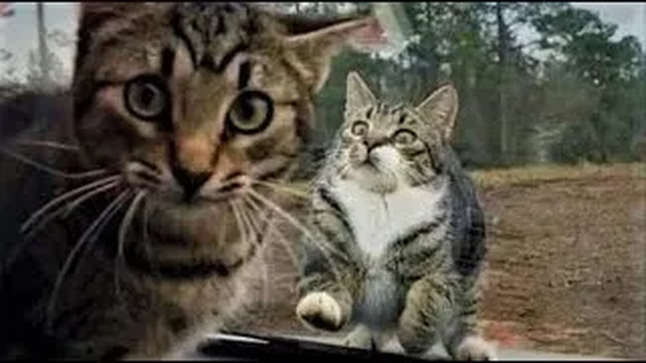 Best Funny Animal Videos 2023 - Funniest Cats And Dogs Video - Part - 14