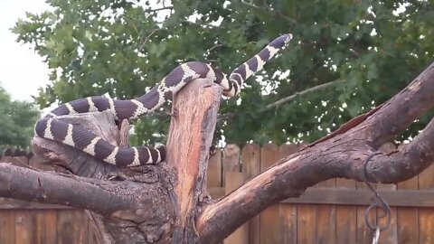 Columbine the California King Snake ready to FLY!