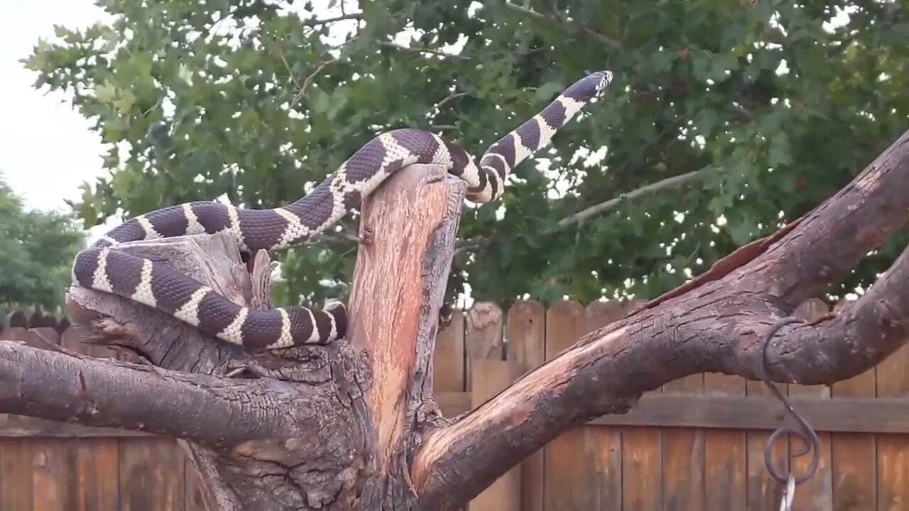 Columbine the California King Snake ready to FLY!
