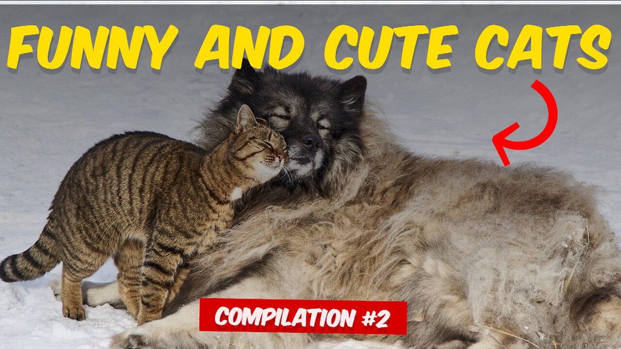 Laugh Out Loud with These Funny Fails of Cats and Dogs