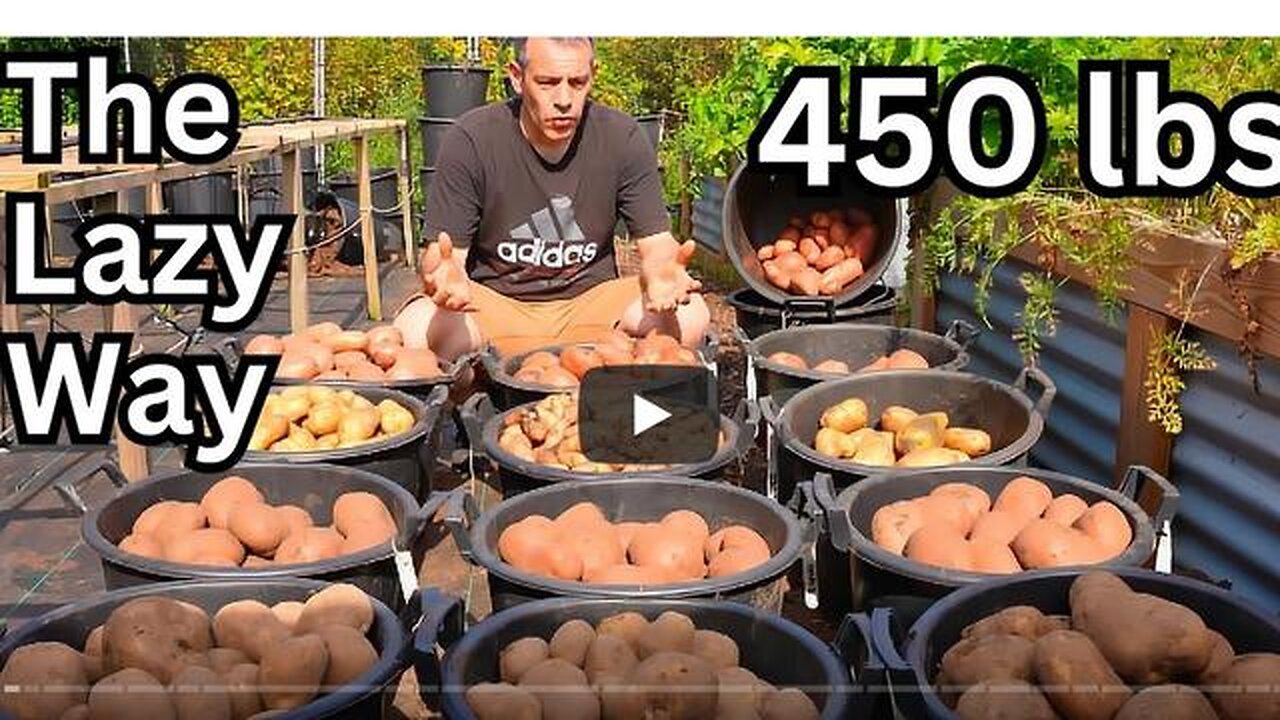 I Grew 450lbs (200kg) Of Potatoes, The Lazy Way. Never Dig Again!