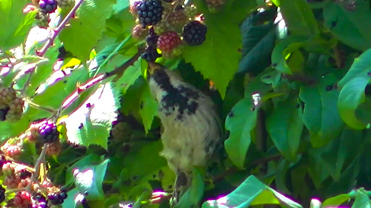 IECV NV #709 - 👀 Male House Sparrow Eating Blackberries In The Tree 8-17-2018