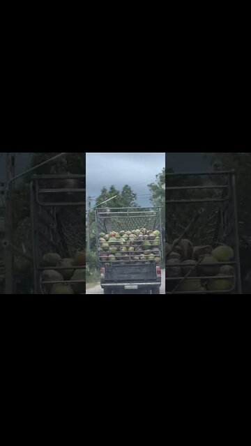 Monkey Business in Rural Thailand