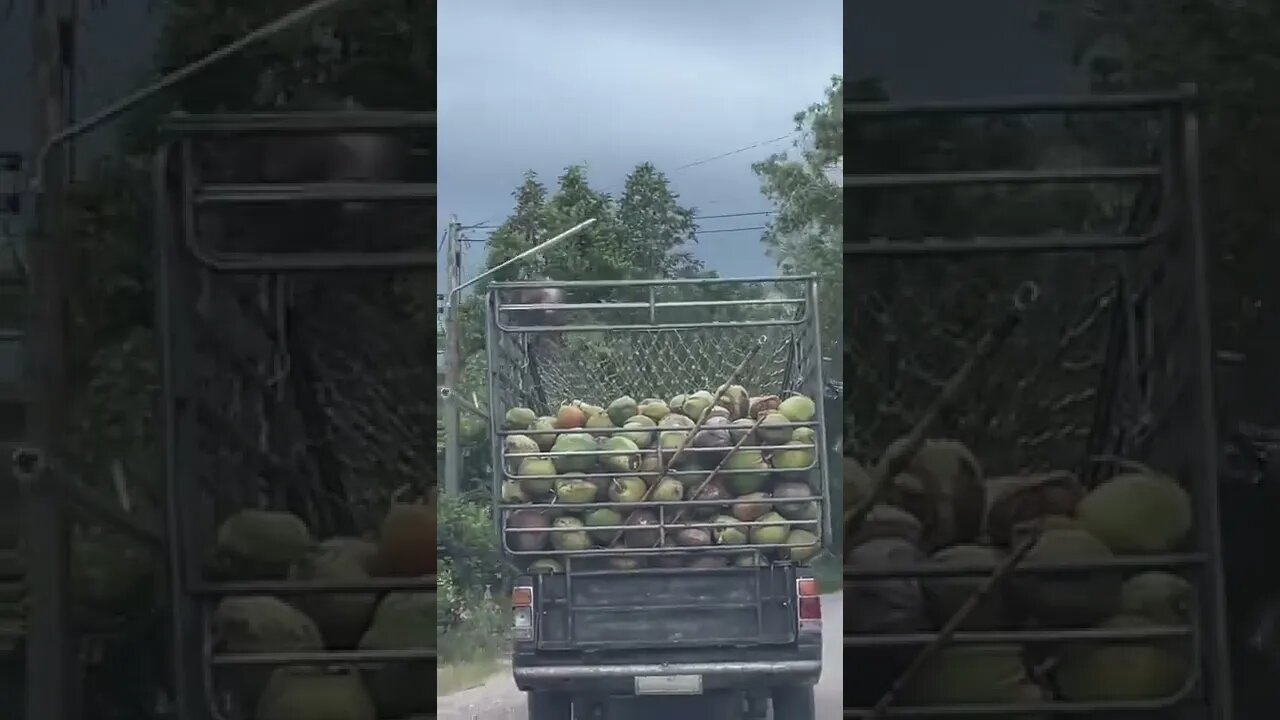 Monkey Business in Rural Thailand