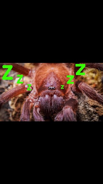 Do Tarantulas Sleep? #shorts