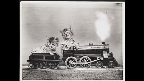 cat train 🐱🚂